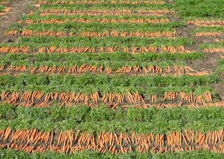 Amsterdam baby carrot varieties