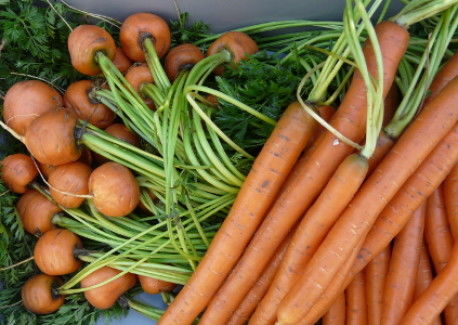 baby carrots